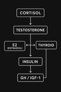 Hormone Interaction Model