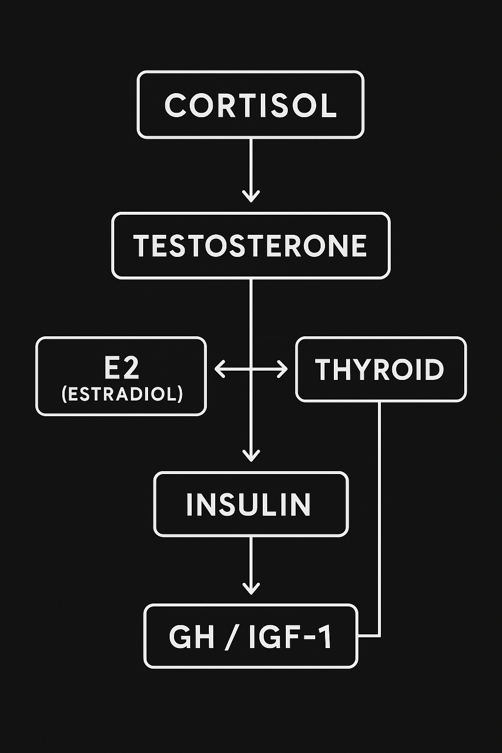 Hormone Interaction Model