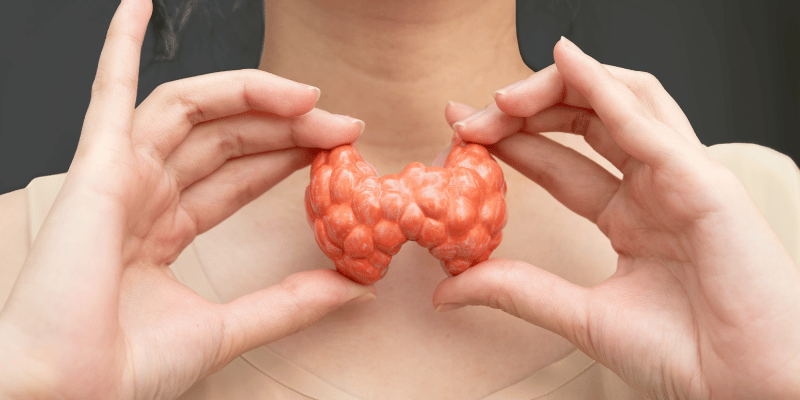 Concept image illustrating metabolic decline and thyroid function changes in adults over 40